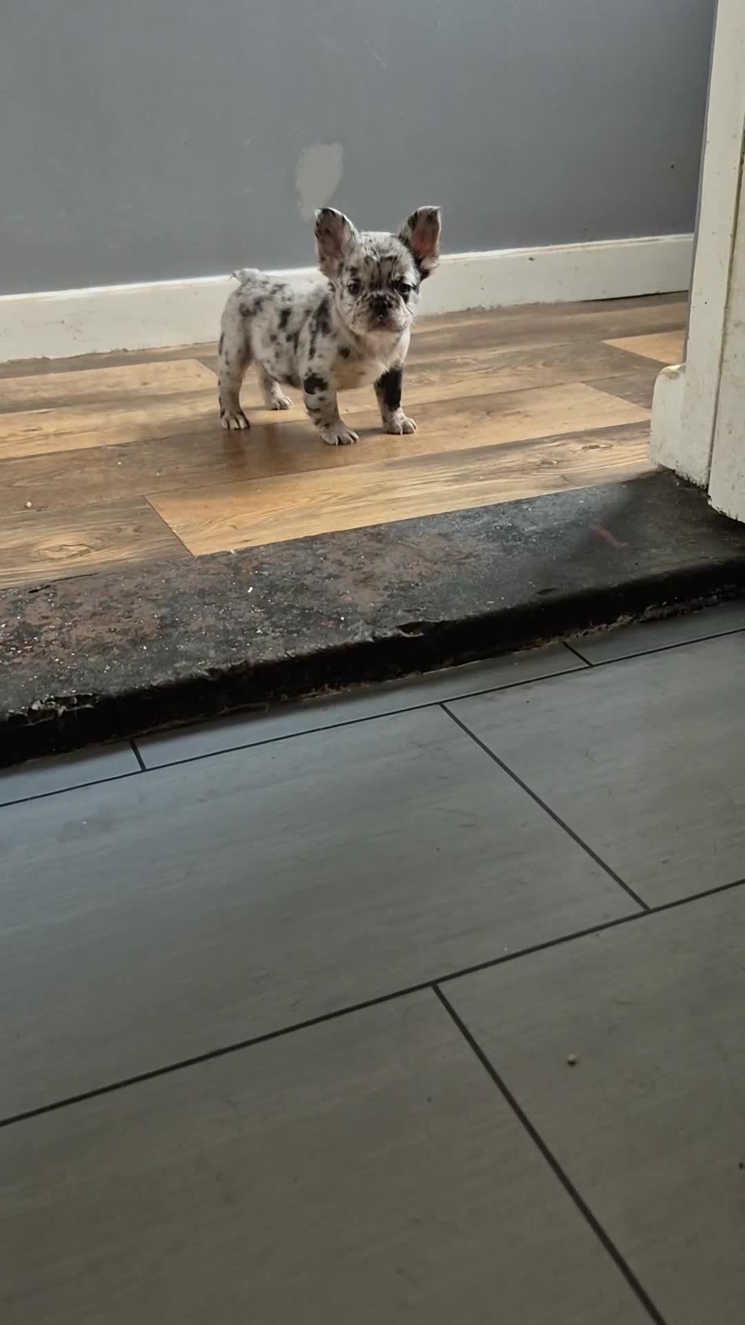 French Bulldog dogs for sale: Fluffy french bulldogs +c2  - Video 3
