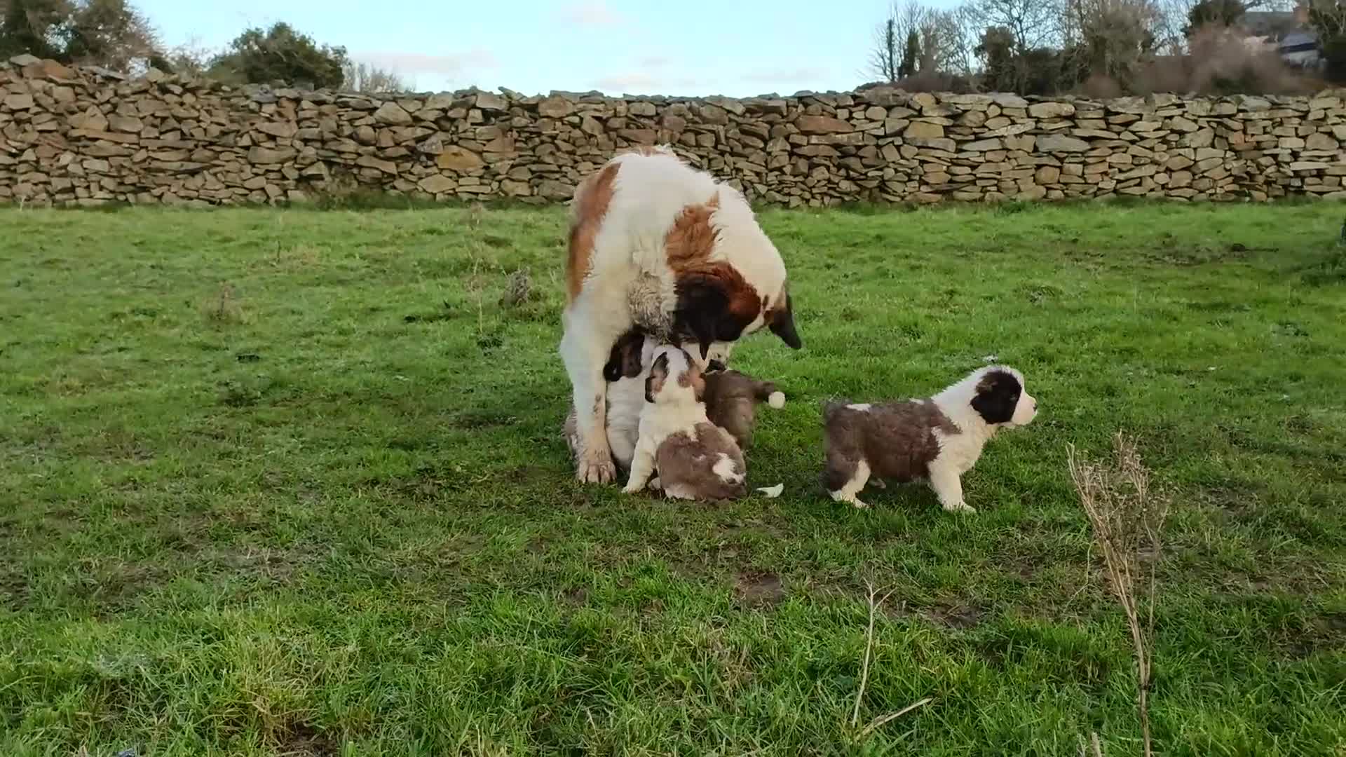 Saint Bernard dogs for sale: Exceptional litter of fabulous quality Saints  - Video 4