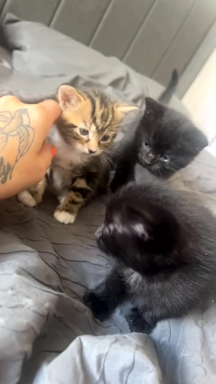 Mixed Breed cats for sale: Beautiful loving kittens - Video 3