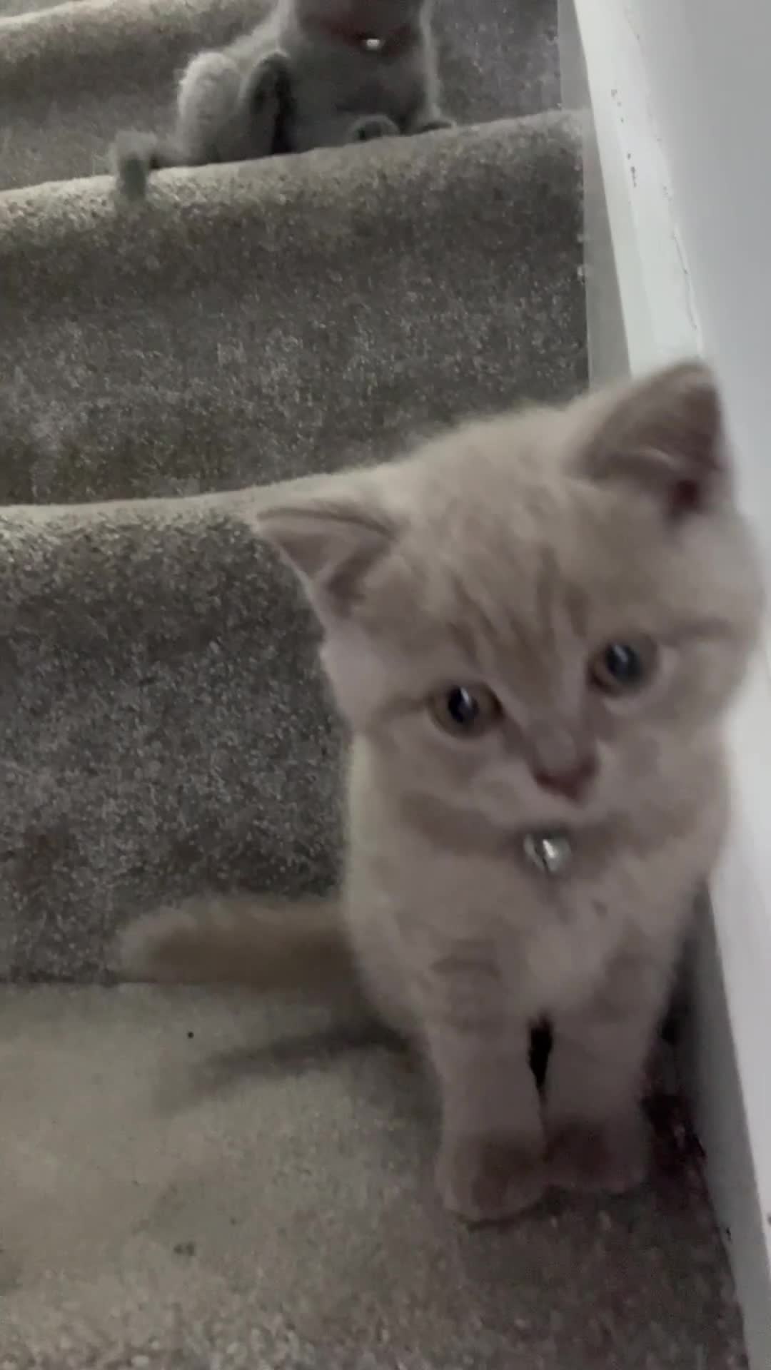 British Shorthair cats for sale: British shorthair blue and lilac - Video 3