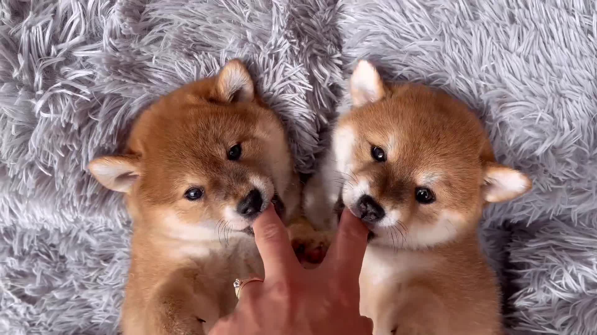 Japanese Shiba Inu dogs for sale: KC registered Japanese Shiba Inu puppies - Video 2