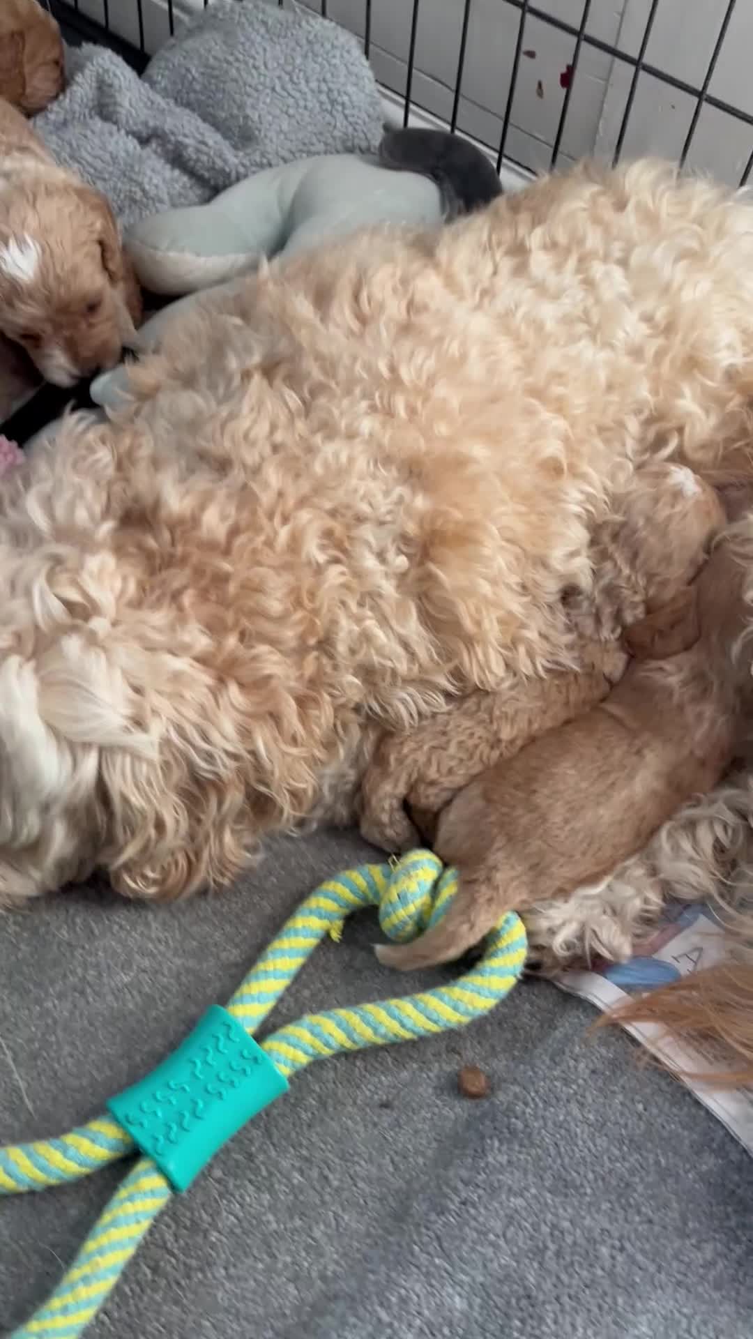 Cockapoo dogs for sale: Cockapoo puppies - DNA Health test clear  - Video 1