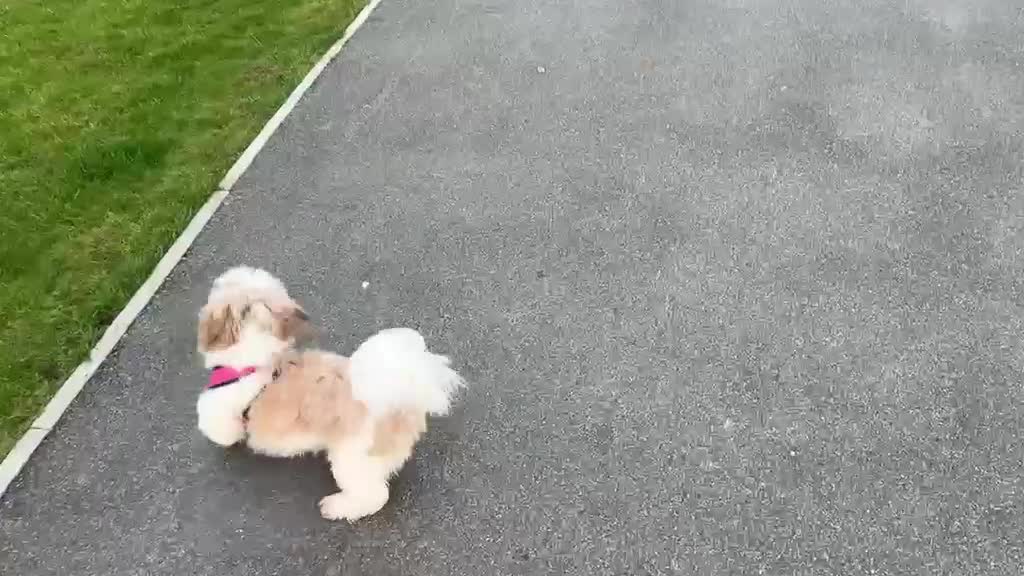 Shih Tzu dogs for sale: Pedigree Shih Tzu- Negotiable for right owner  - Video 2