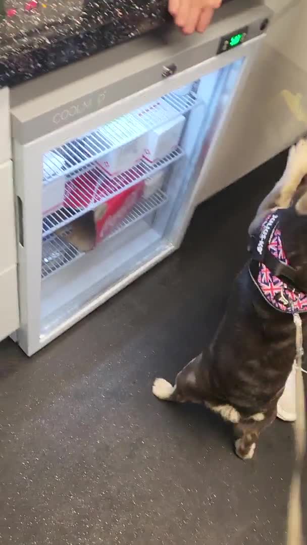 French Bulldog dogs for stud: RAGNAR lilac tan visual fluffy frenchbulldog stud  in Pontefract - Video 2
