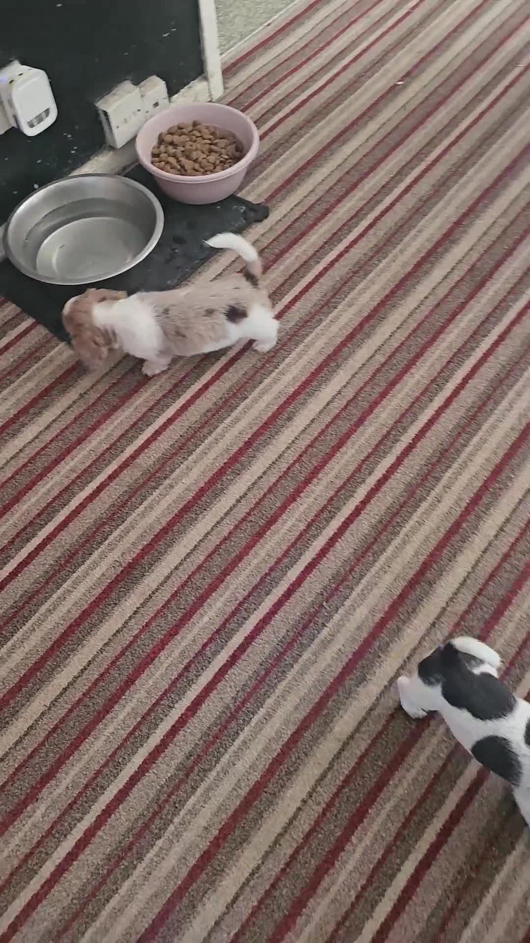 Mixed Breed dogs for sale: LAST BOY LEFT Dachshund xjack russellx shih-tzu - Video 1