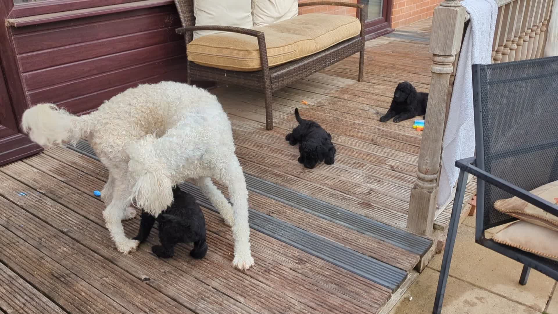 Goldendoodle dogs for sale: F1B Standard Goldendoodle Puppies! 😍🩷 Can save!  - Video 4