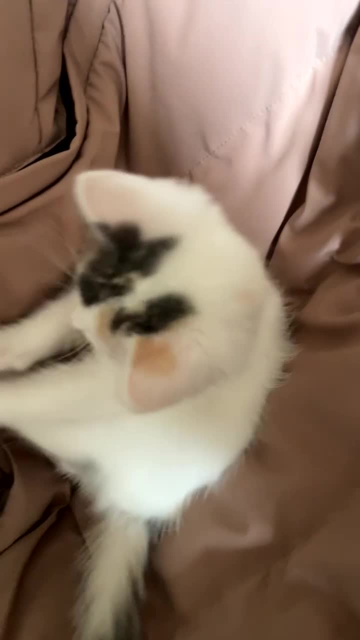 Ragdoll cats for sale: Ragdoll X British Shorthair Kittens - Video 3