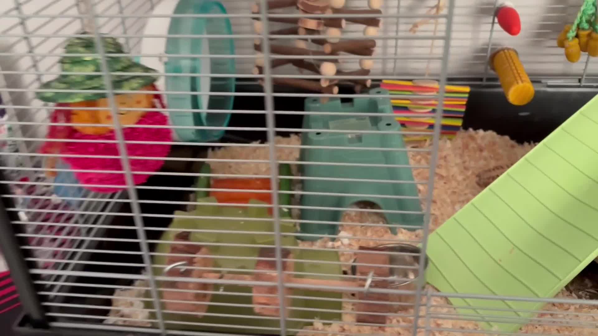 Hamster rodents for sale: Hamster and home  - Video 2