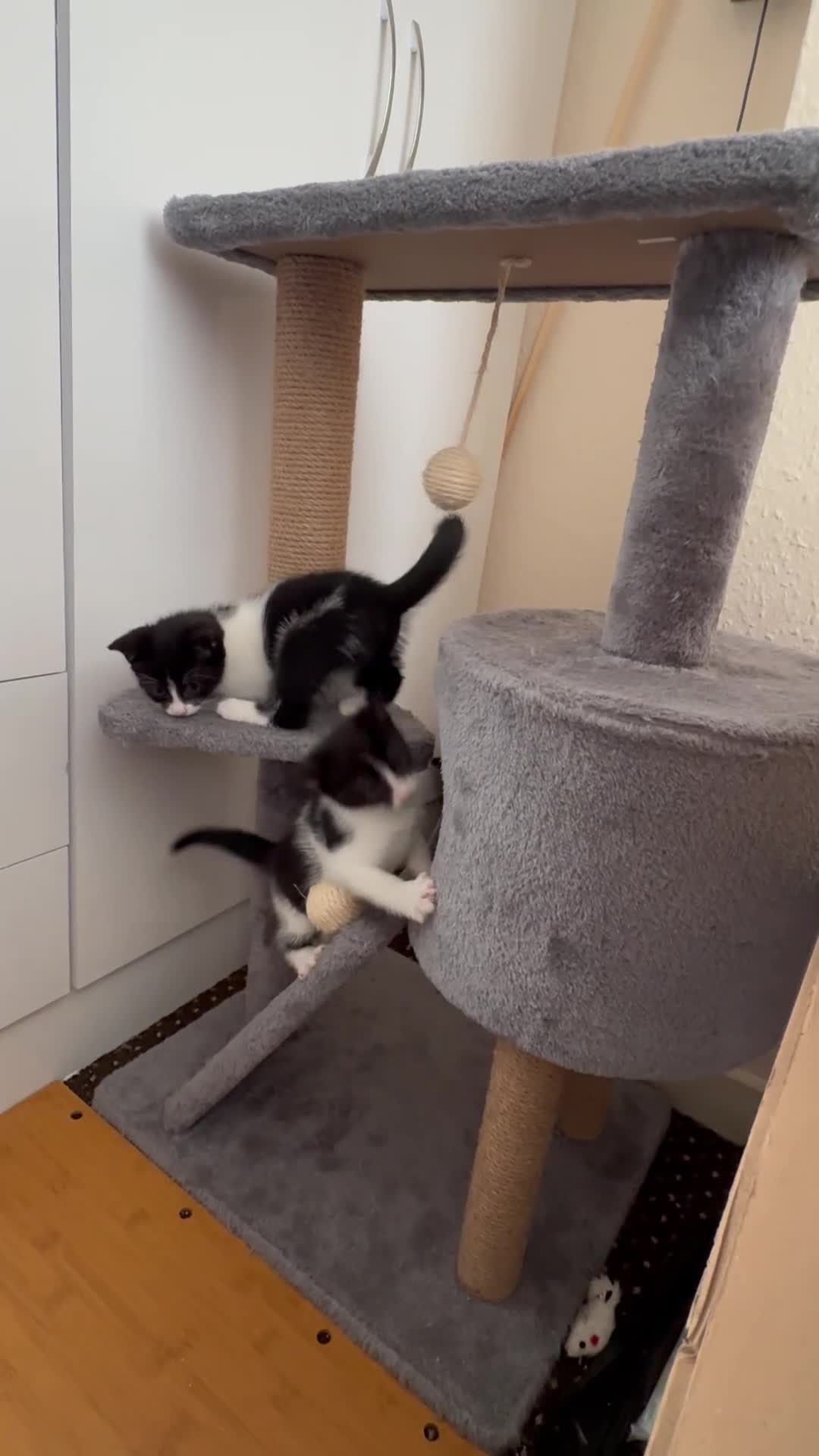 Mixed Breed cats for sale: 😻ONLY ONE BEAUTIFUL GIRL KITTEN LEFT!😻 - Video 1