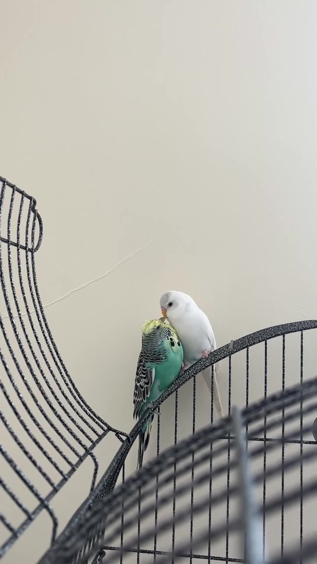 Budgerigars birds for sale: Pair of Budgies  - Video 1