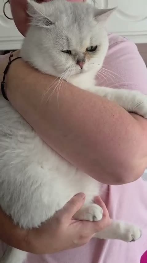British Shorthair cats for sale: Beautiful GCCF Pedigree British S Hair Silver Male - Video 2