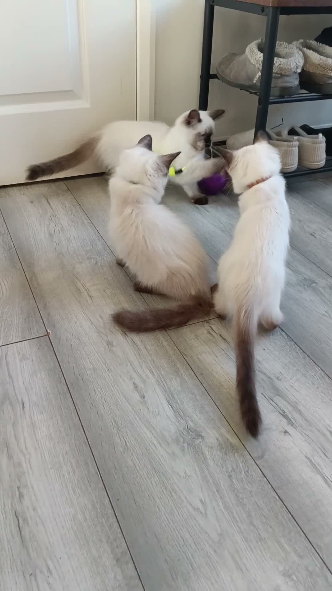 Ragdoll cats for sale: GCCF Registered Ragdoll Kittens  - Video 2