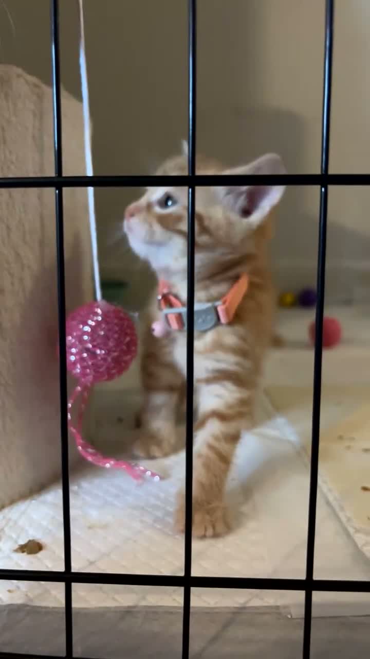 Mixed Breed cats for sale: 3 beautiful ginger kittens looking for 🏡🧡🫶🏻 - Video 3