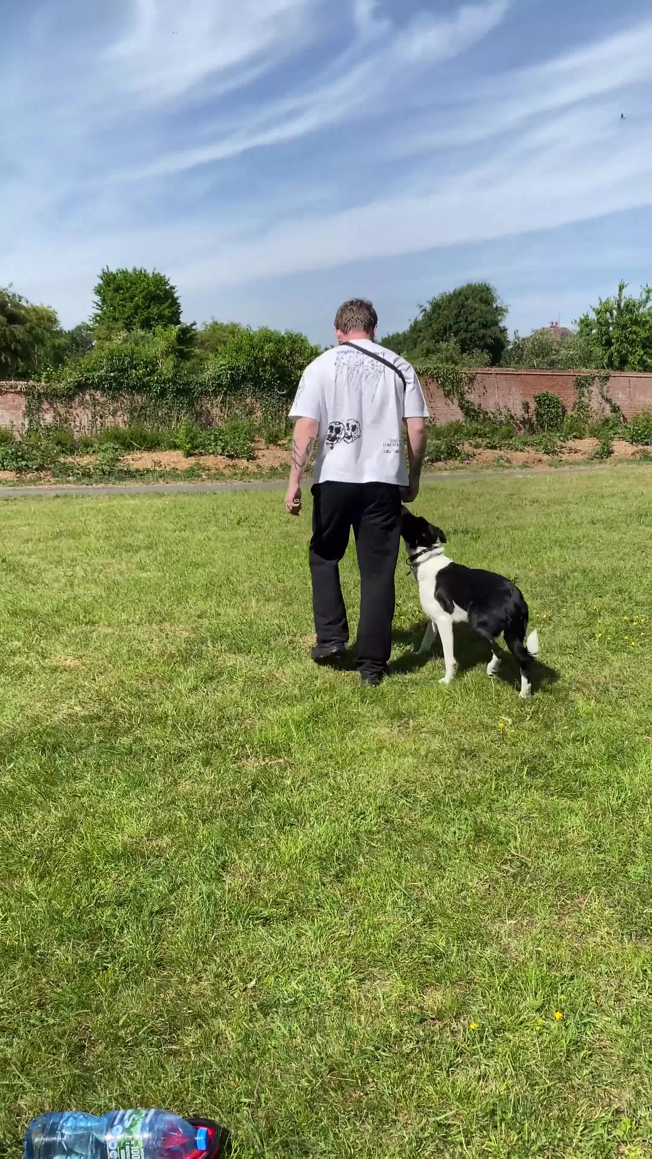 Welsh Collie dogs for sale: Darla - Video 2