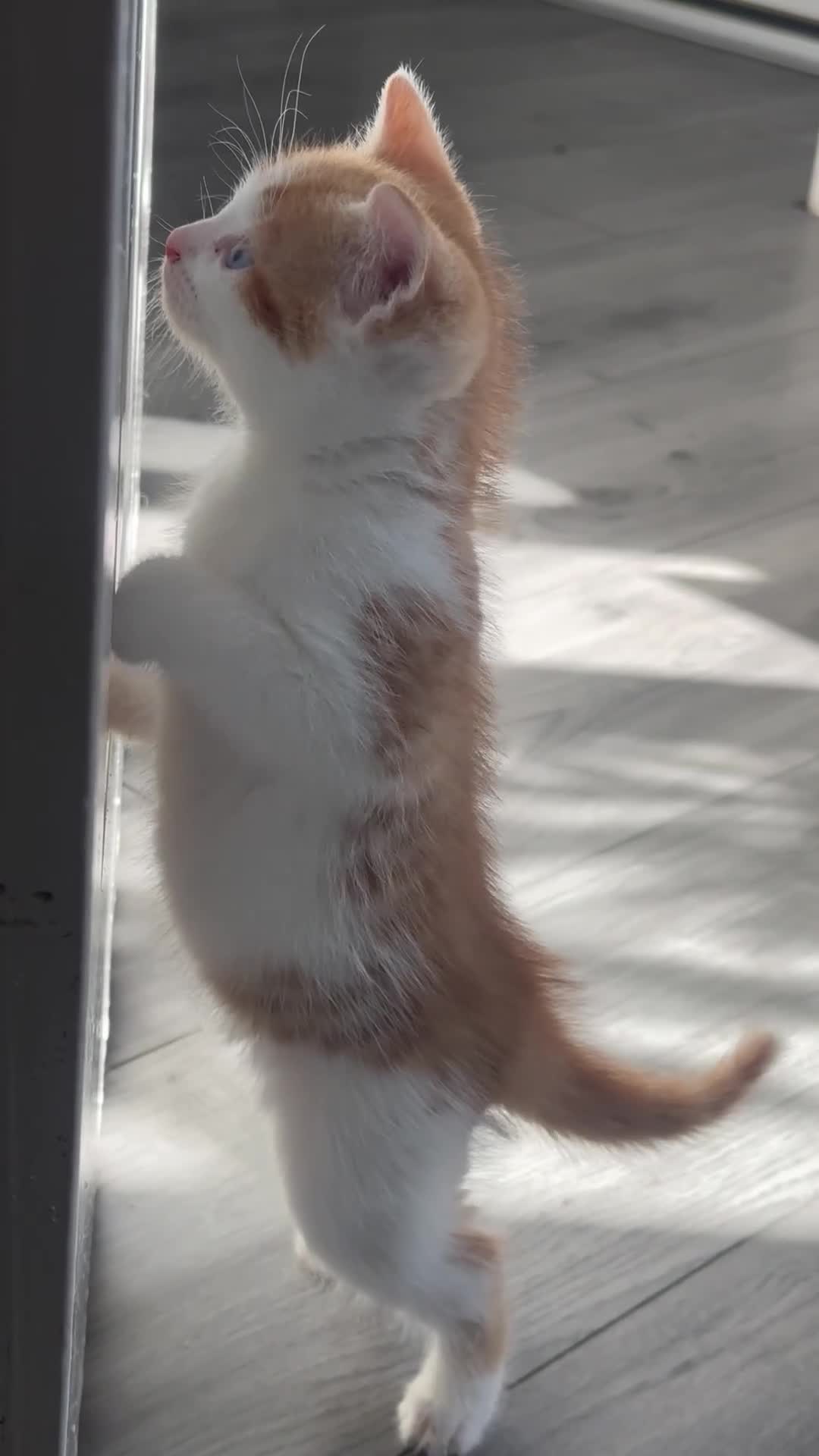 Mixed Breed cats for sale: Kittens ready now - Video 2