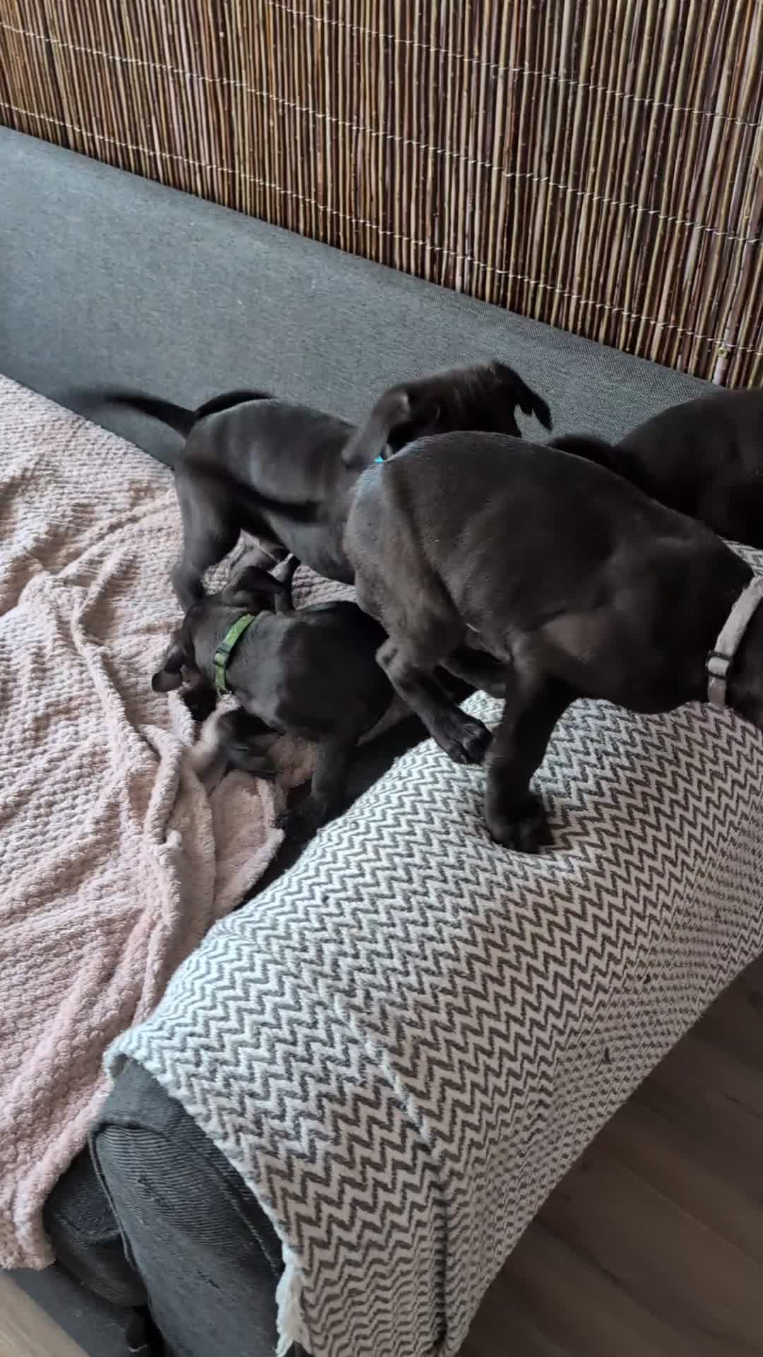 Cane Corso dogs for sale: ⚡Pure Cane Corso puppies last 2 available⚡ - Video 1