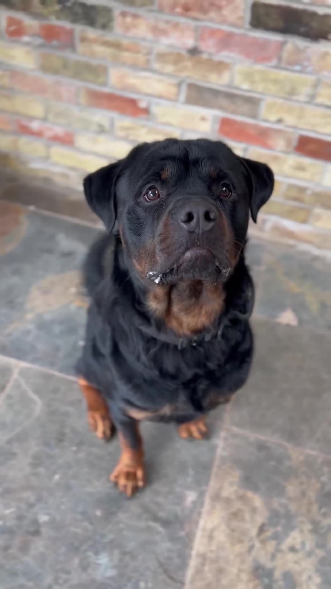 Rottweiler dogs for stud: 🏆⭐️Proven Stud – Excellent Temperament⭐️🏆 - Video 3