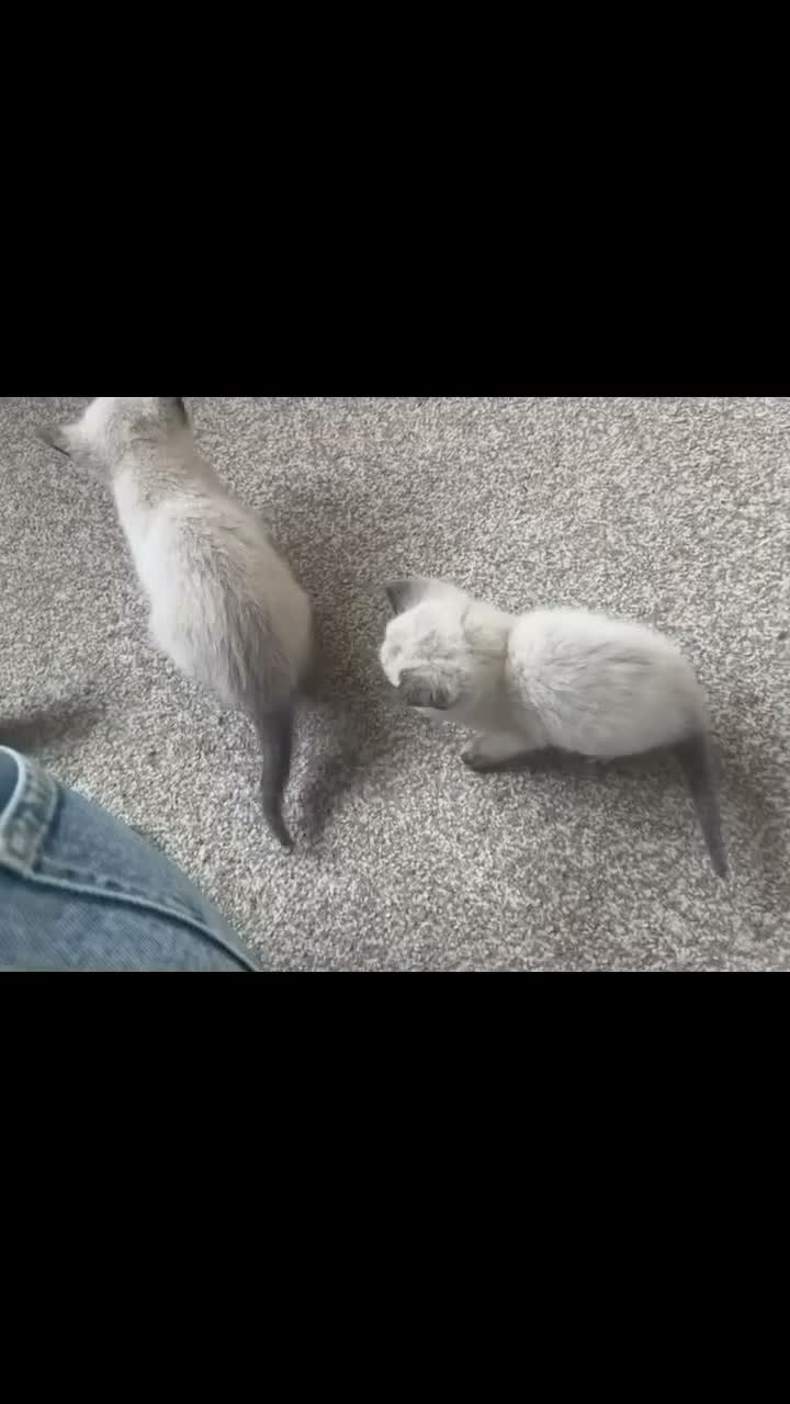 Siamese cats for sale: Siamese - Video 3