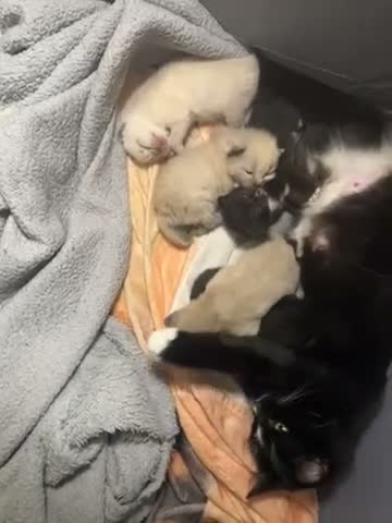 Mixed Breed cats for sale: Ragdoll cross mother seal lynx point dad  - Video 1