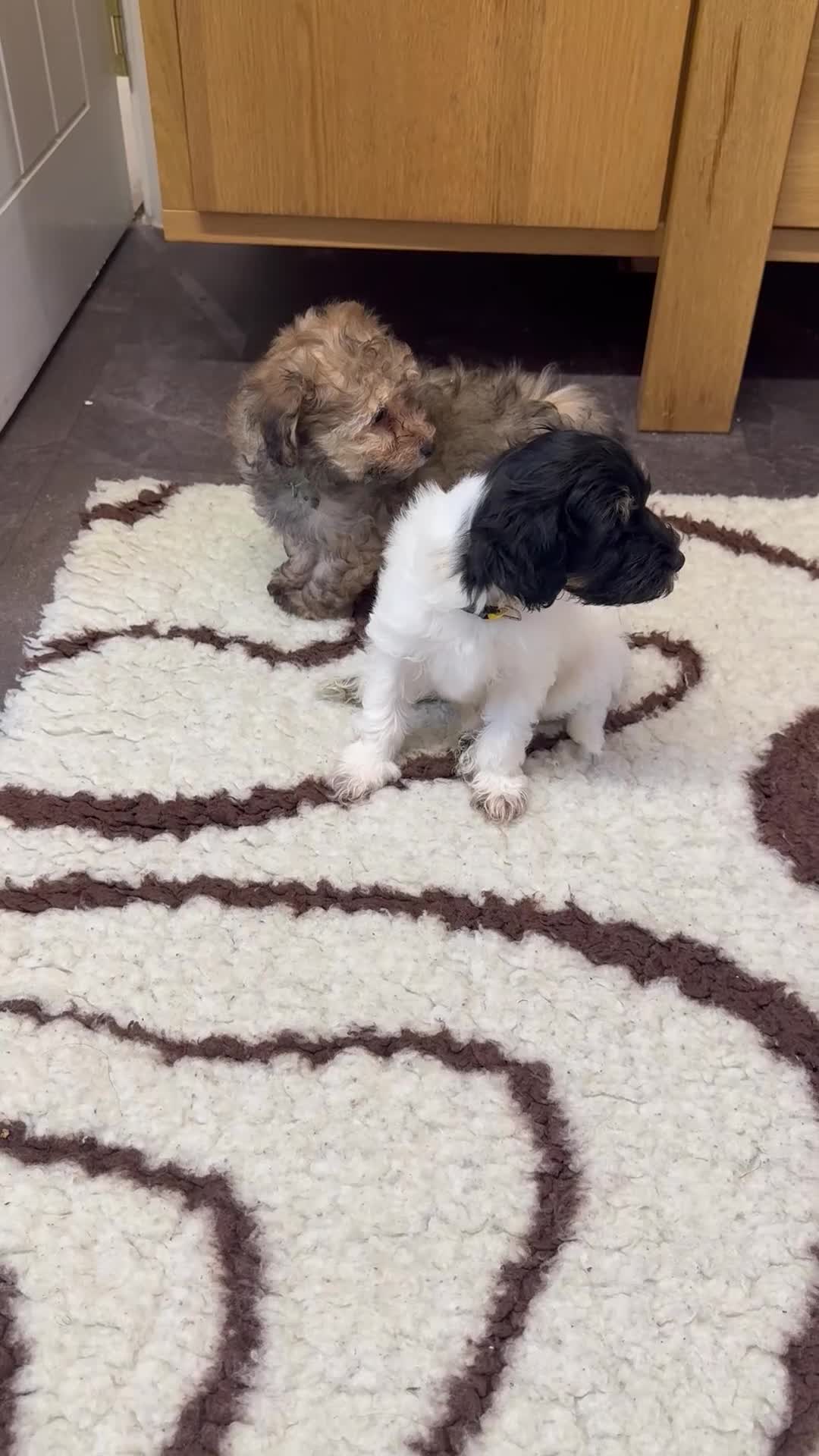 Chipoo dogs for sale: Rare Phantom Toy poodle in Farnborough - Video 3