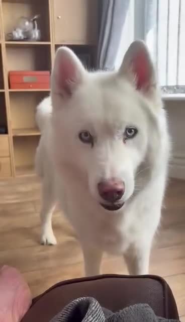 Siberian Husky dogs for sale: Beautiful Husky Open to Offers - Video 2