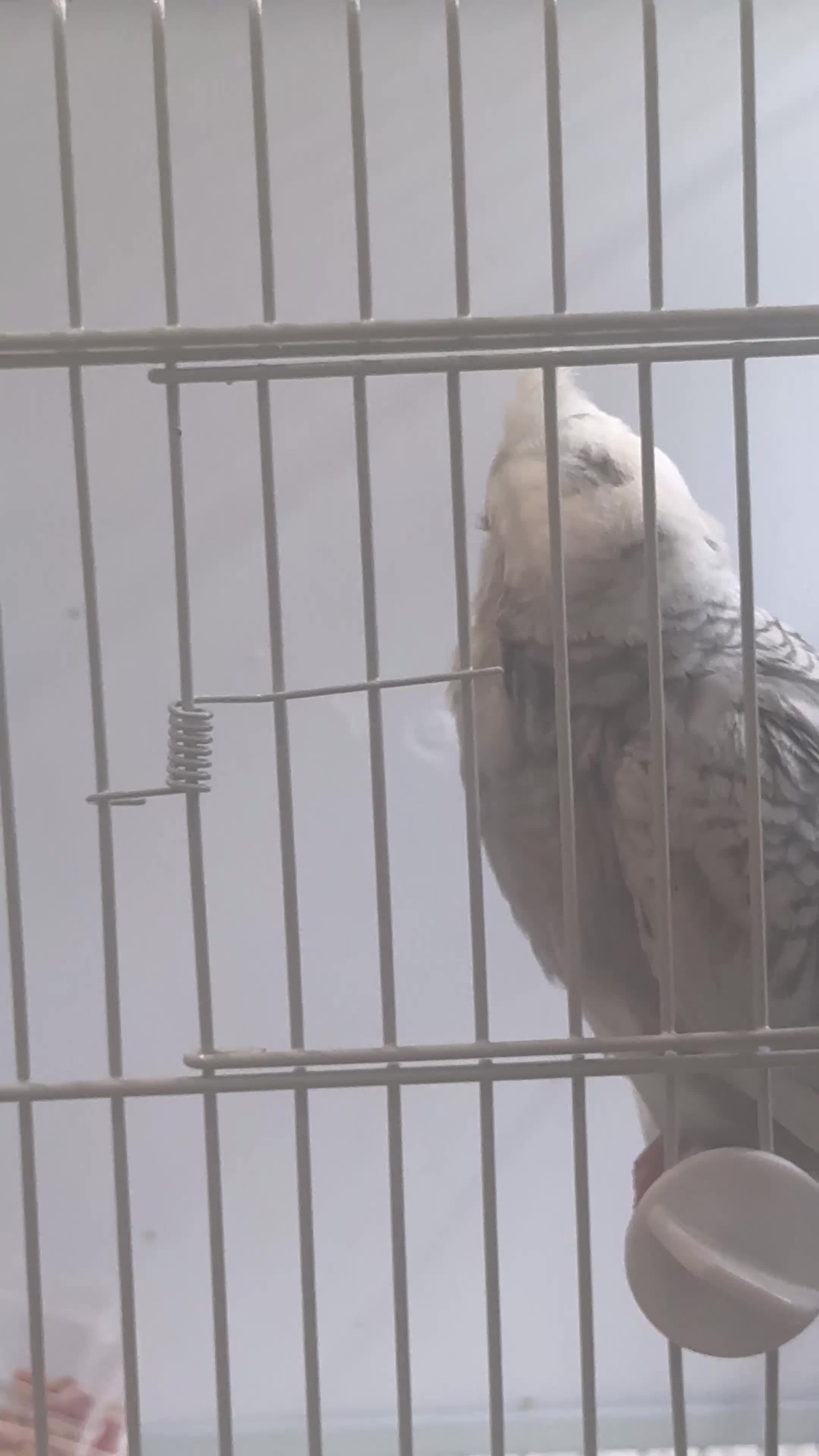 Cockatiels birds for sale: 3.5 months old male cockatiel- hand reared+cage i - Video 2
