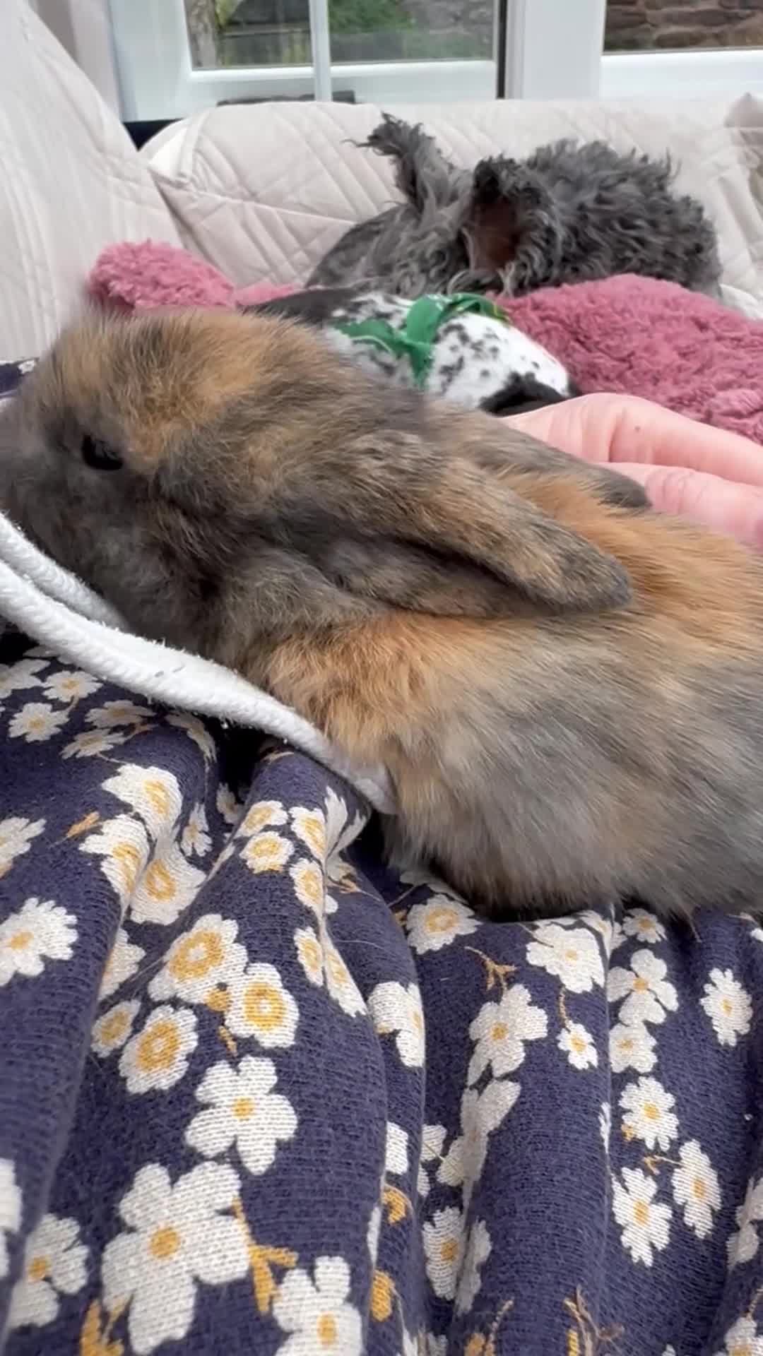 Mini Lop rabbits for sale: Vaccinated/raised indoors, mini lops and lion lop  - Video 1