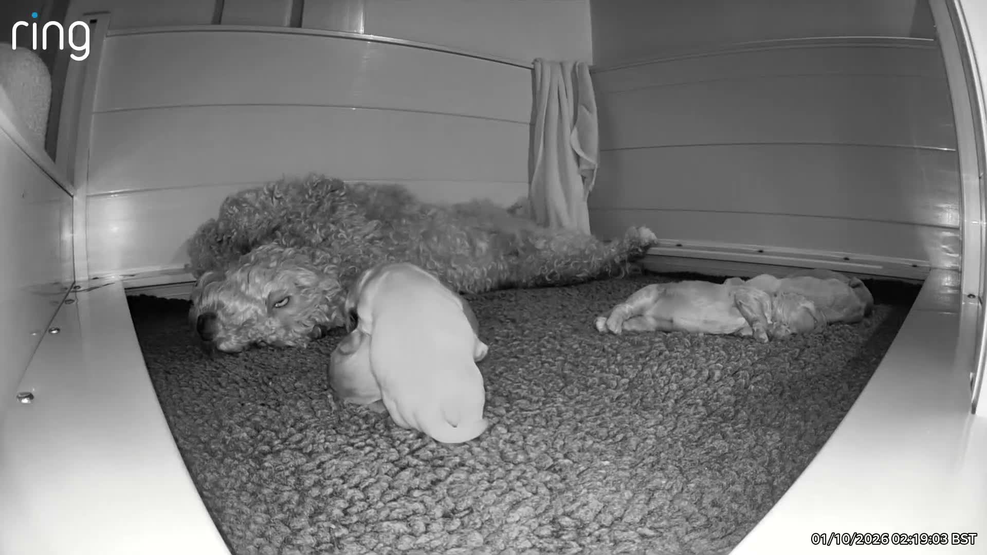 Australian Labradoodle dogs for sale: Multigenerational Australian Labradoodle Puppies - Video 1