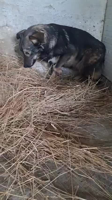 Mixed Breed dogs for adoption: Misha 🌸 A Mother’s Heart Ready for Peace - Video 1