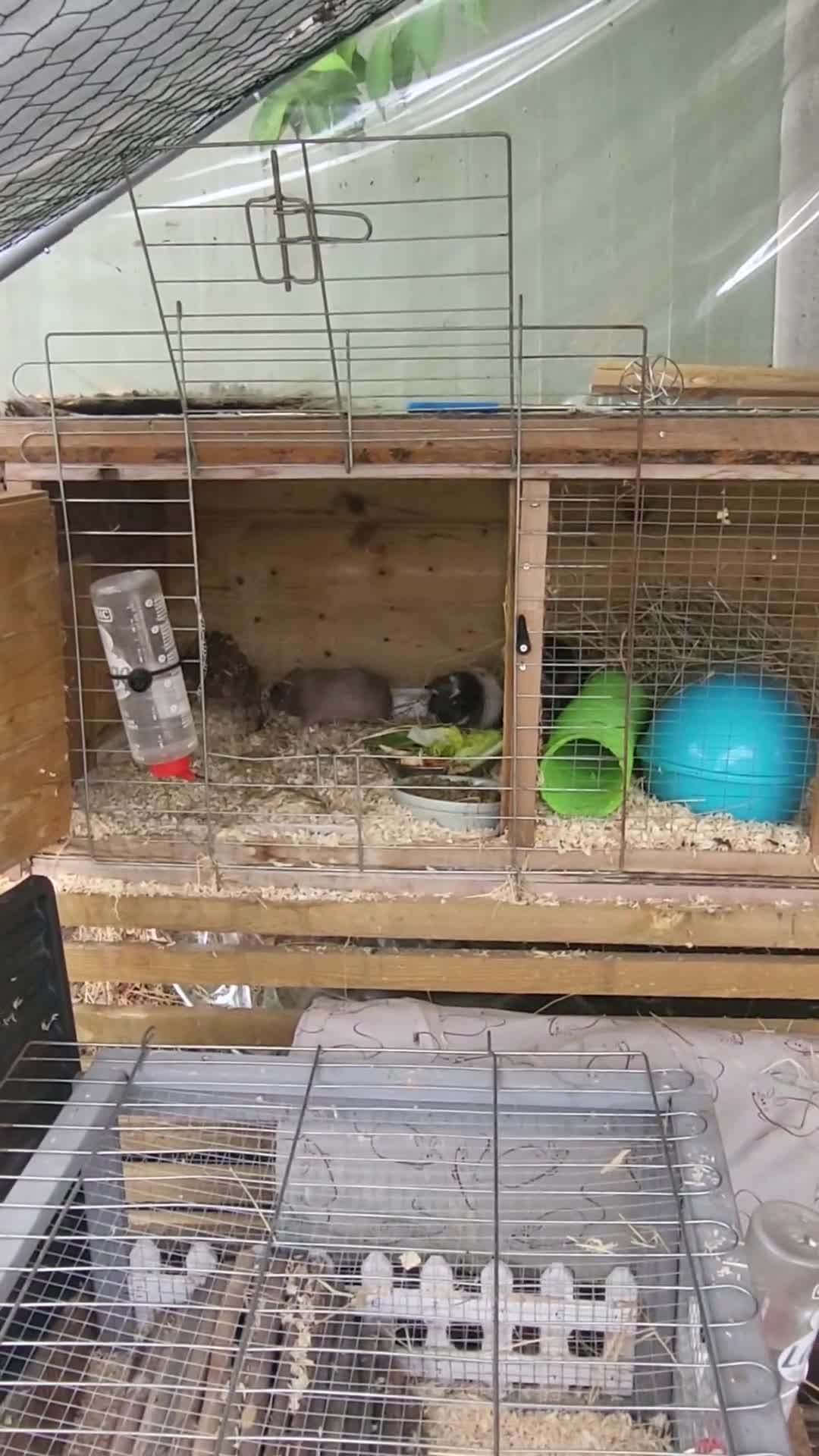 Guinea Pig rodents for sale: 5 Beautiful Baby Guinea pigs for sale  - Video 1