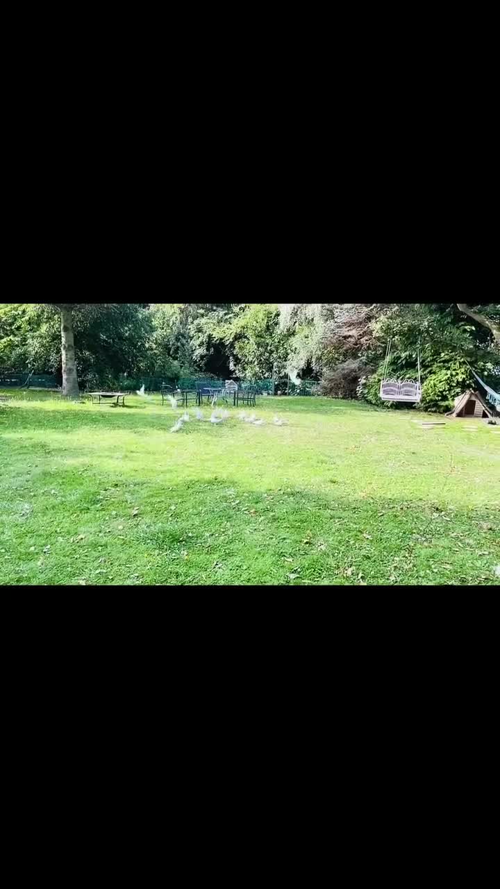 Pigeons birds for sale: White racing Pigeons for sale.Delbar bloodline. - Video 2
