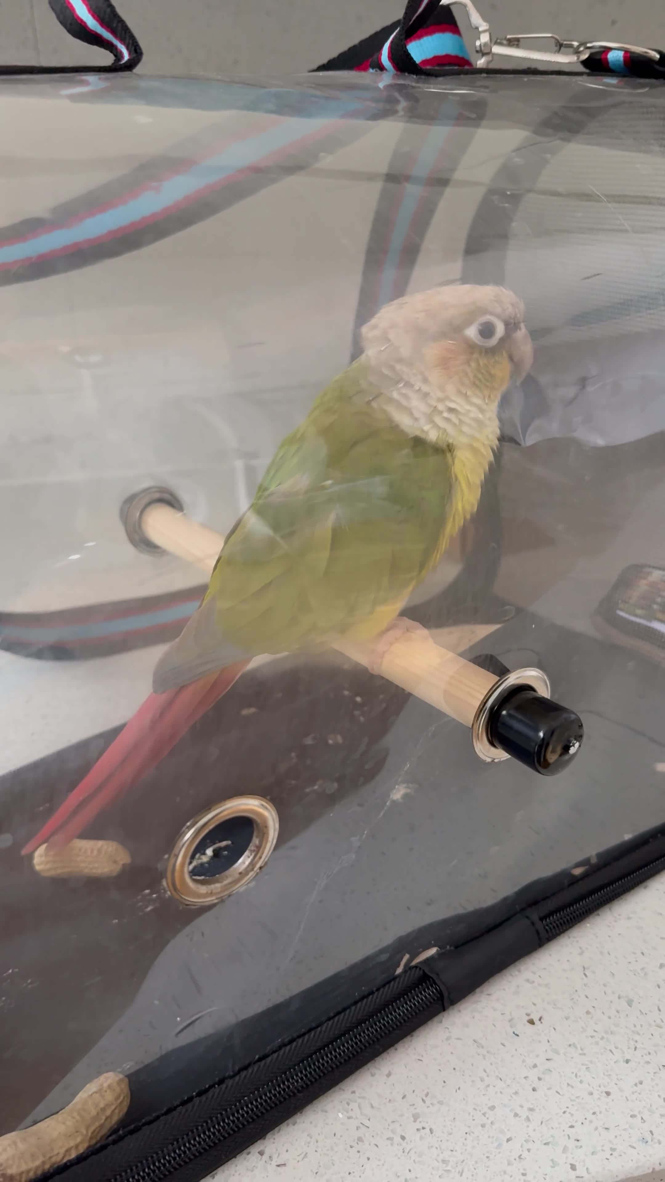 Conures birds for sale: Cinnamon Conure for Sale – 3 Years Old in Ilford - Video 1