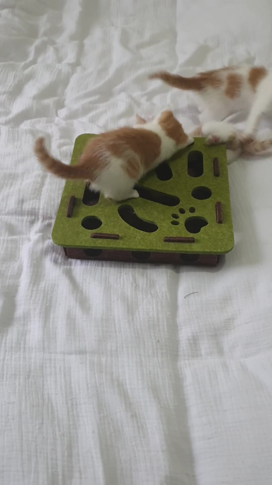 Mixed Breed cats for sale: Playful Ginger & White Kittens  - Video 4