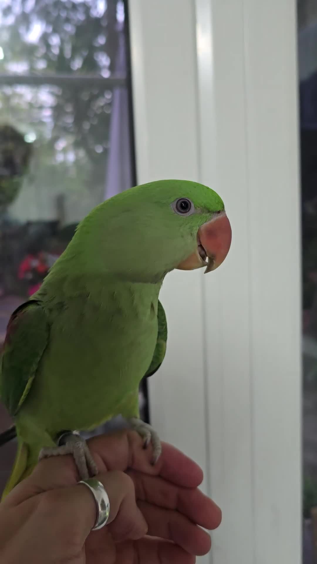 Parrots birds for sale: Alexander Hand Reared 16 weeks old - Video 1