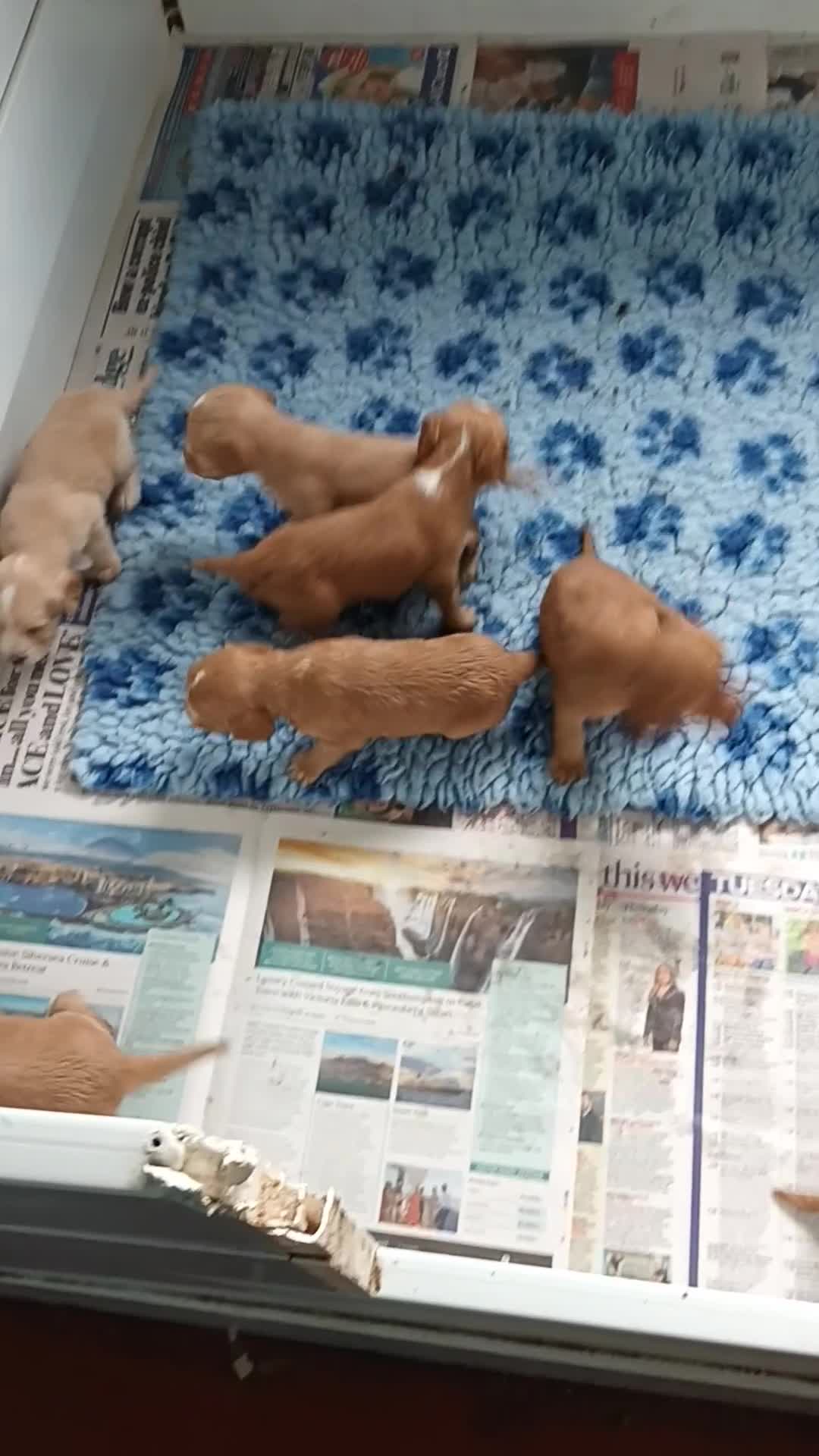 Cocker Spaniel dogs for sale: GOLD COCKER SPANIEL BOYS. - Video 1