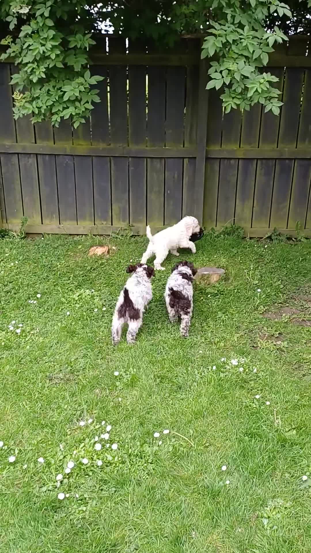 Lagotto Romagnolo dogs for sale: Lagotto Romagnolo Italian Water/Truffle Dogs   - Video 1