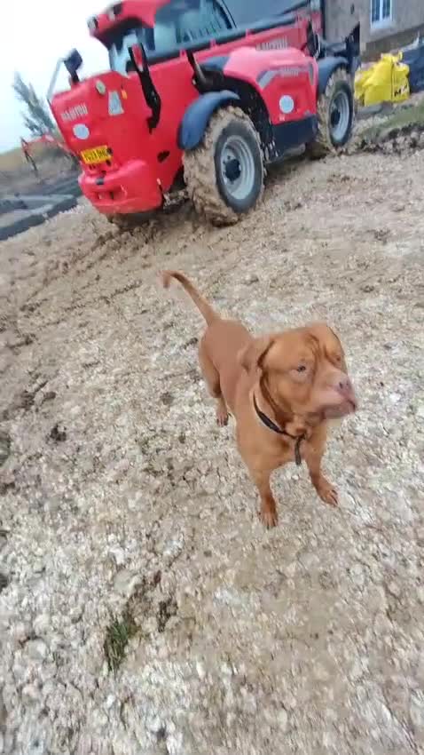 Dogue De Bordeaux dogs for sale: Dogue de debordeux  in Louth - Video 1