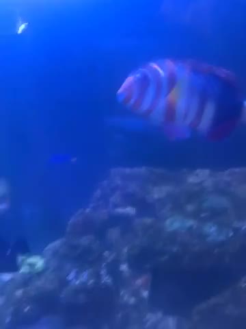 Other/Mixed Breed fish for sale: Marine tank setup - Video 1