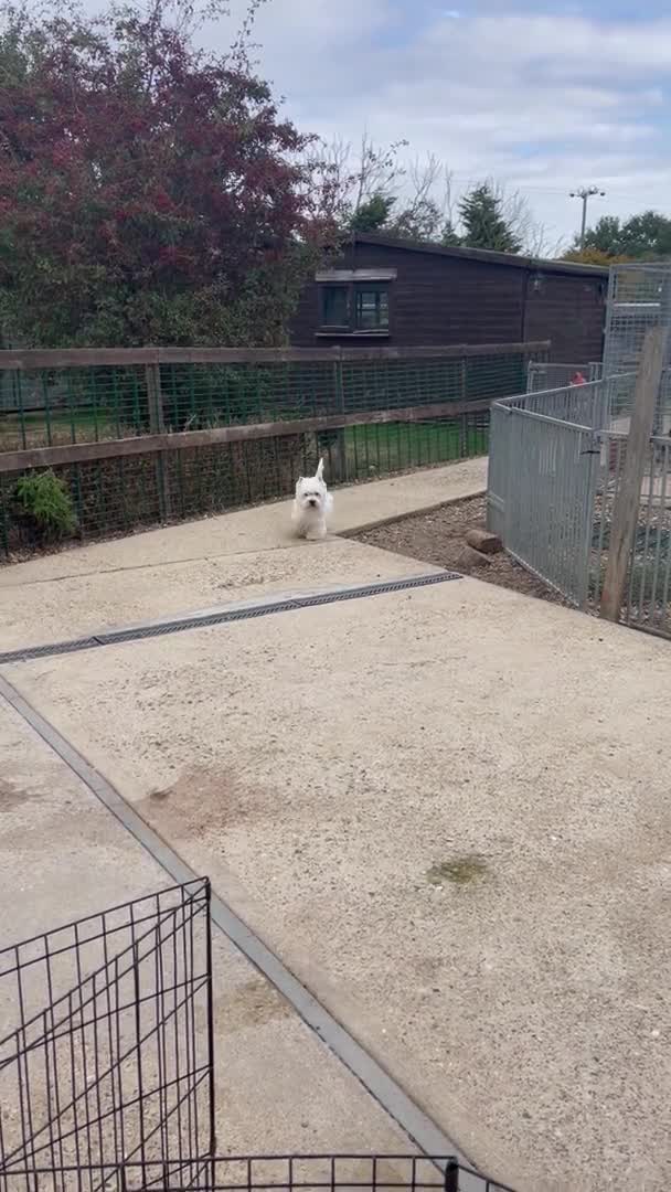 West Highland Terrier dogs for stud: West Highland White Terrier for Stud in Colchester - Video 1
