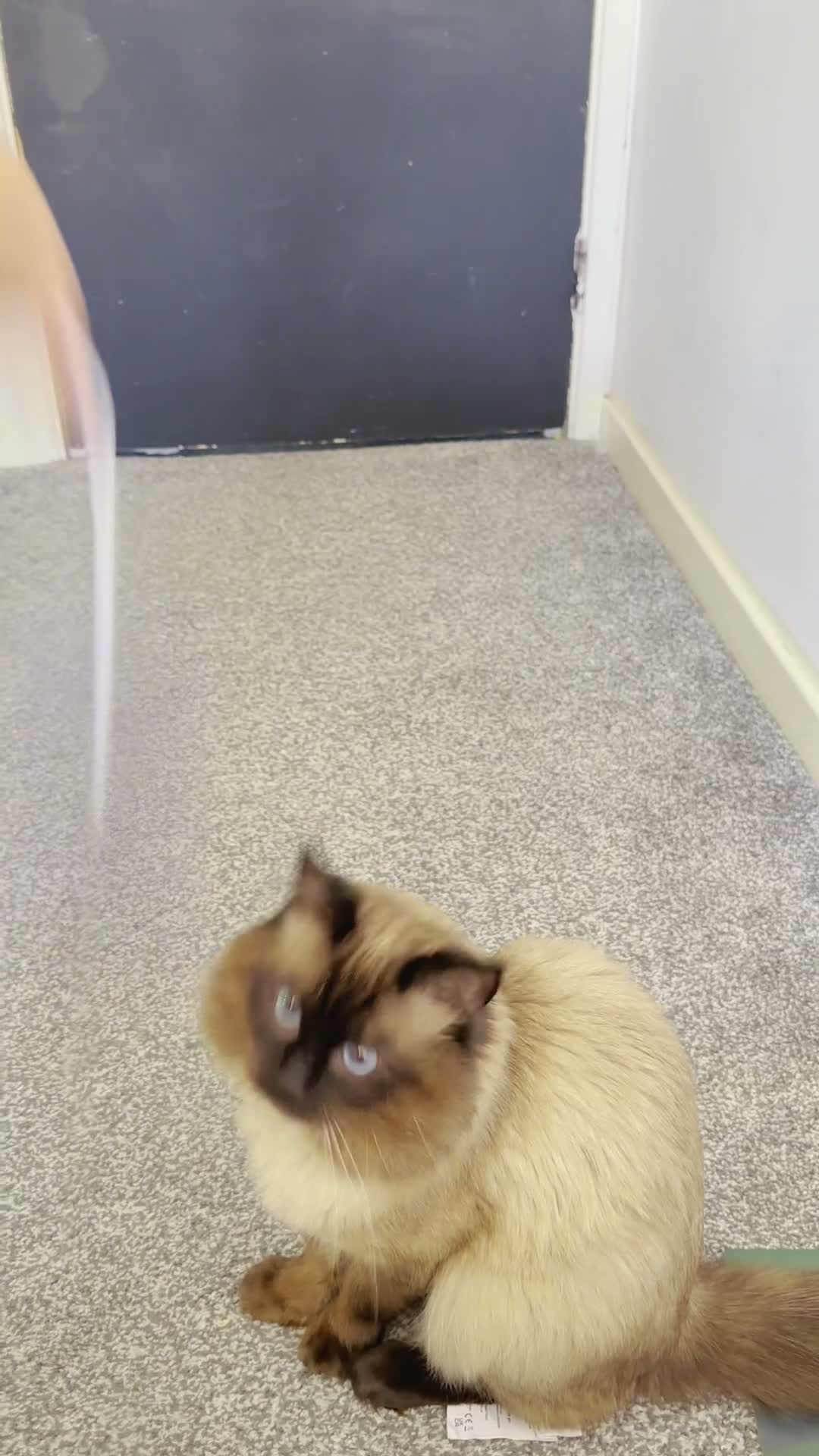 Ragdoll cats for stud: SHOW QUALITY RARE CHOCOLATE MINK DNA CLEAR - Video 3