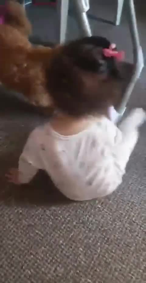Malshi dogs for adoption: Meet beautiful BELLA ! She needs a new Loving Home - Video 1