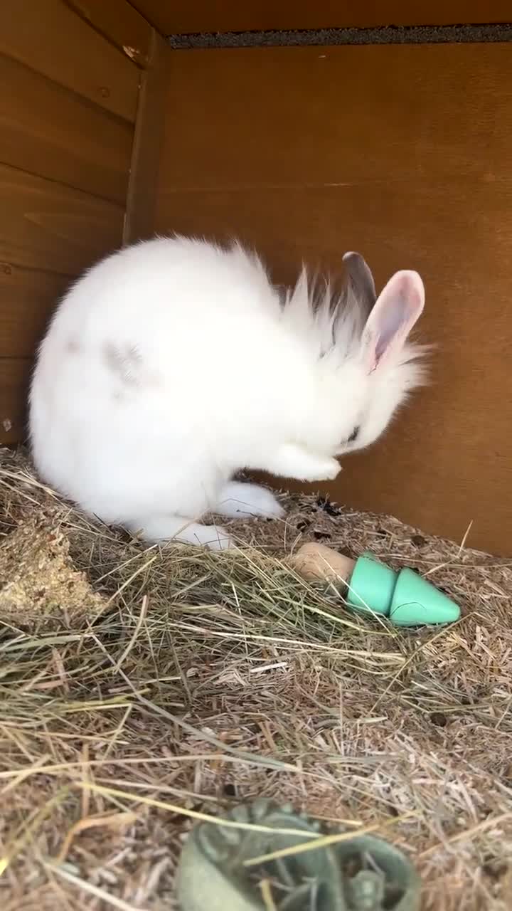 Mixed Breed rabbits for sale: 11 month female rabbit  - Video 1