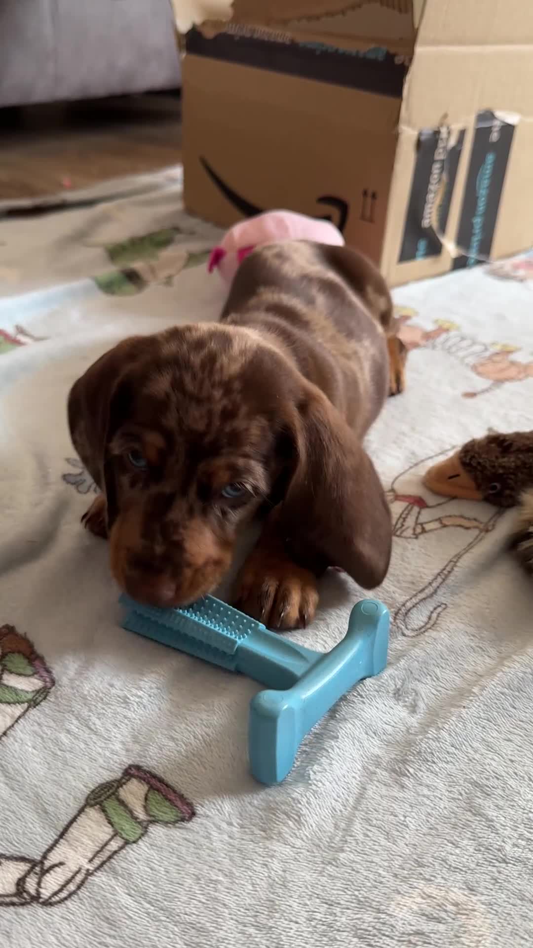 Miniature Dachshund dogs for sale: Beautiful Chocolate Dapple Boy  - Video 1
