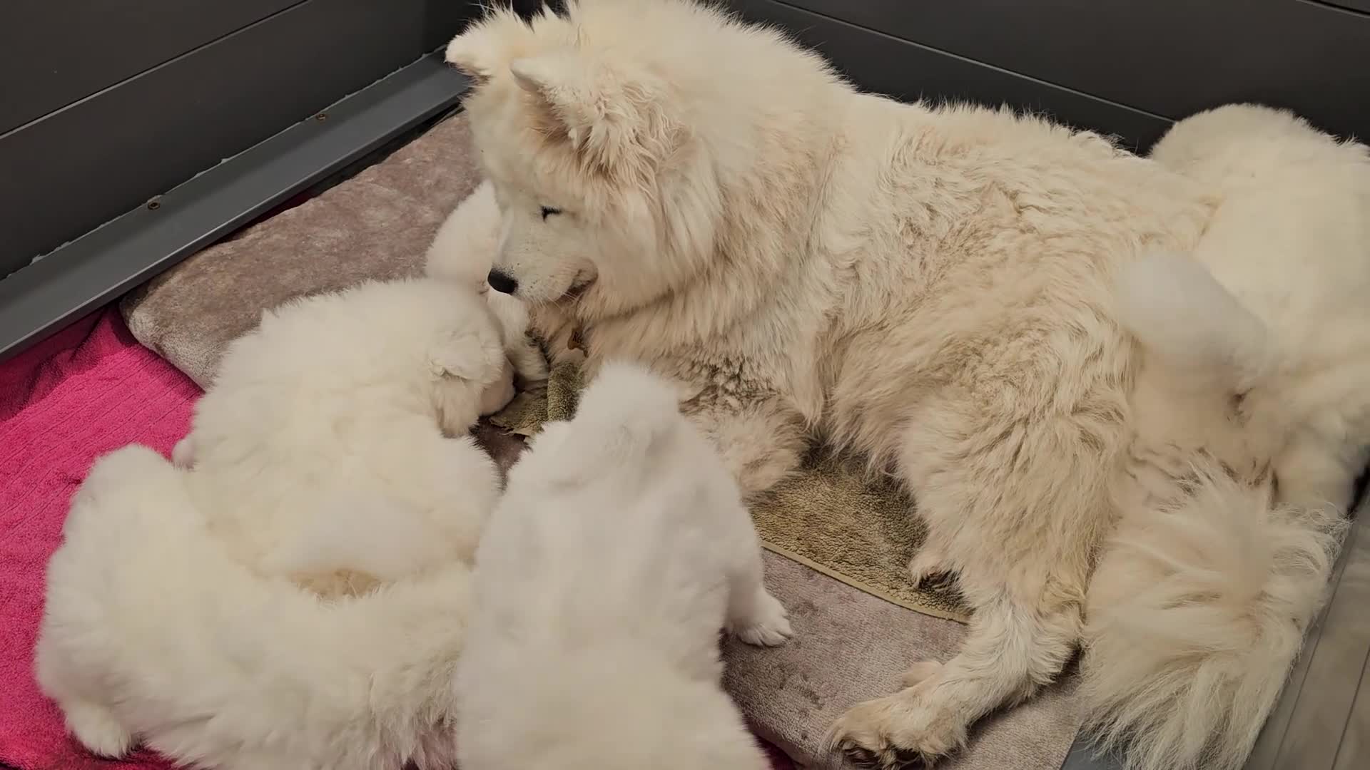 Samoyed dogs for sale: ⭐KC Bear-Head Samoyed Pups⭐Ready Now - Last Girl - Video 1