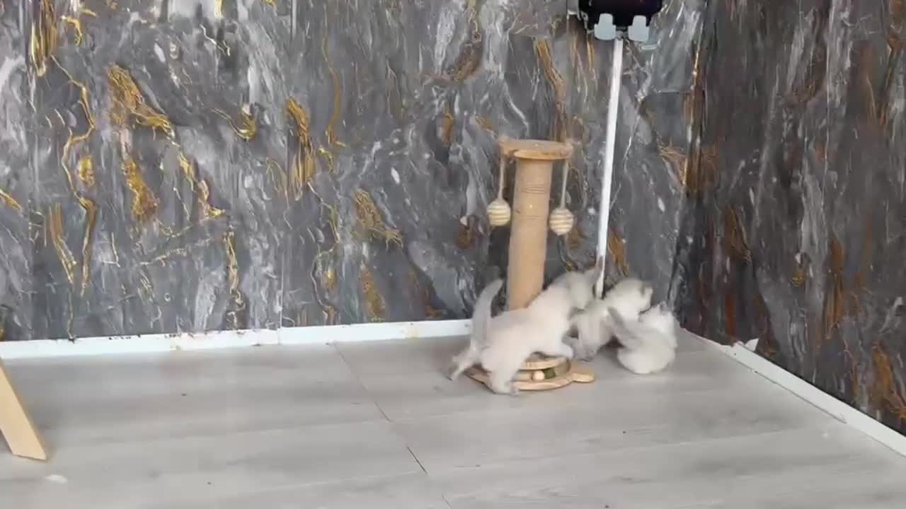 Ragdoll cats for sale: Ragdoll Blue Point  - Video 2