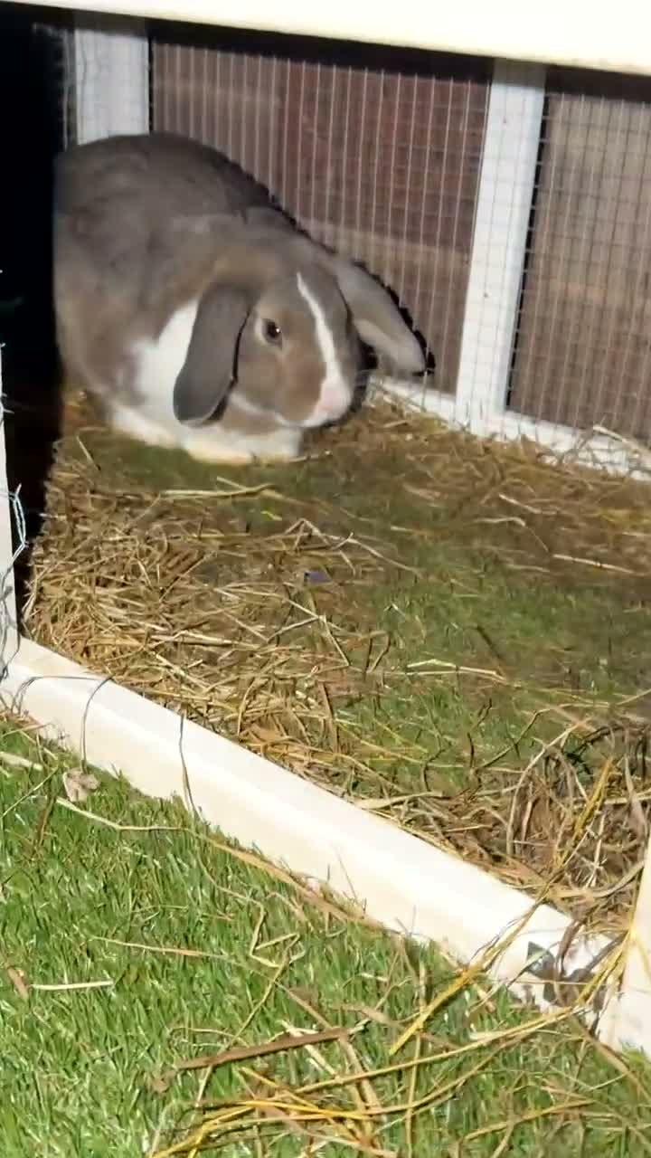 Mini Lop rabbits for sale: Nice 6 month old buck  - Video 2