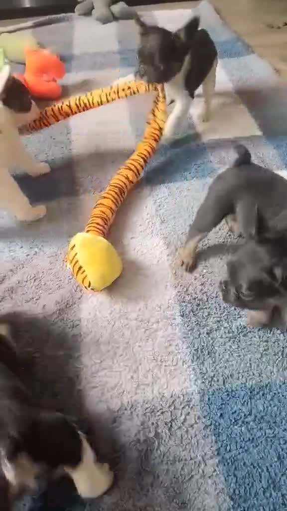 French Bulldog dogs for sale: Fluffy French bulldog boys  - Video 2