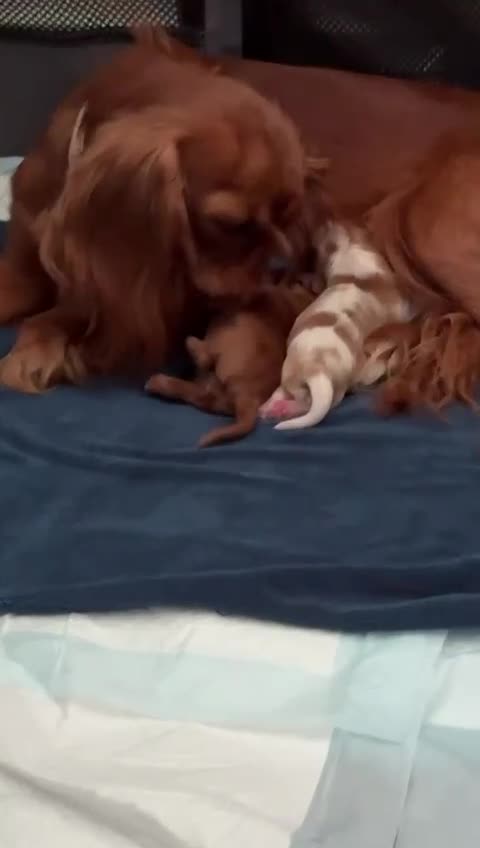 Cavalier King Charles Spaniel dogs for sale: READY NOW CavalierKingsCharlesSpaniel boy  - Video 2