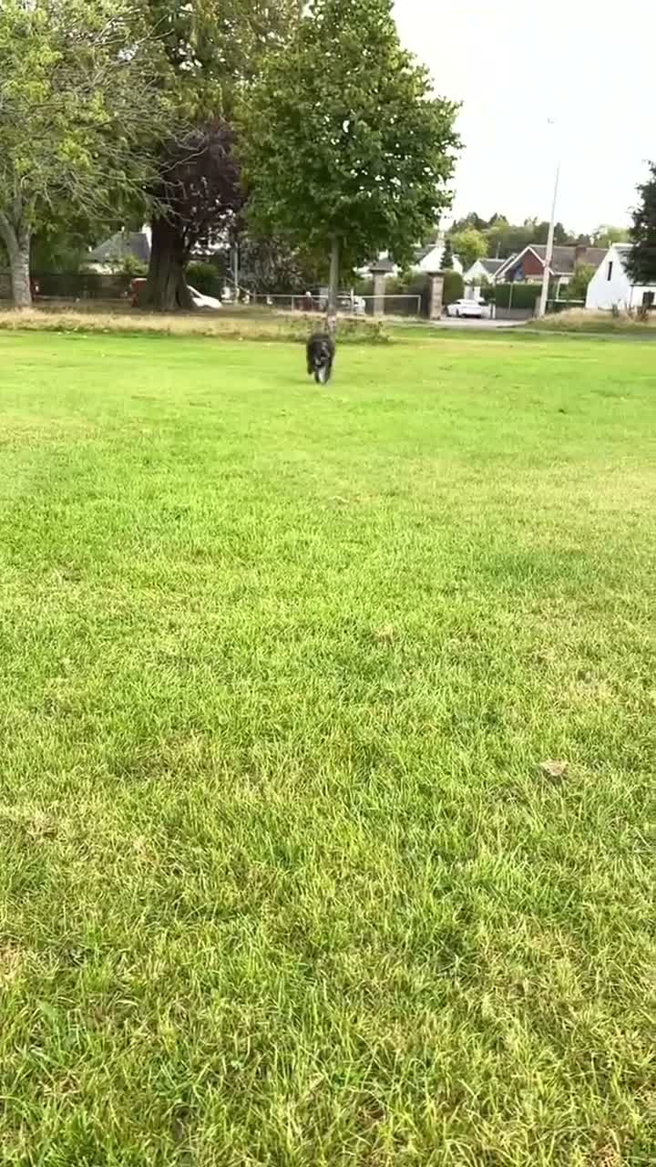 Cockapoo dogs for sale: Lovely Cockapoo boy 16 months old  in Perth - Video 1