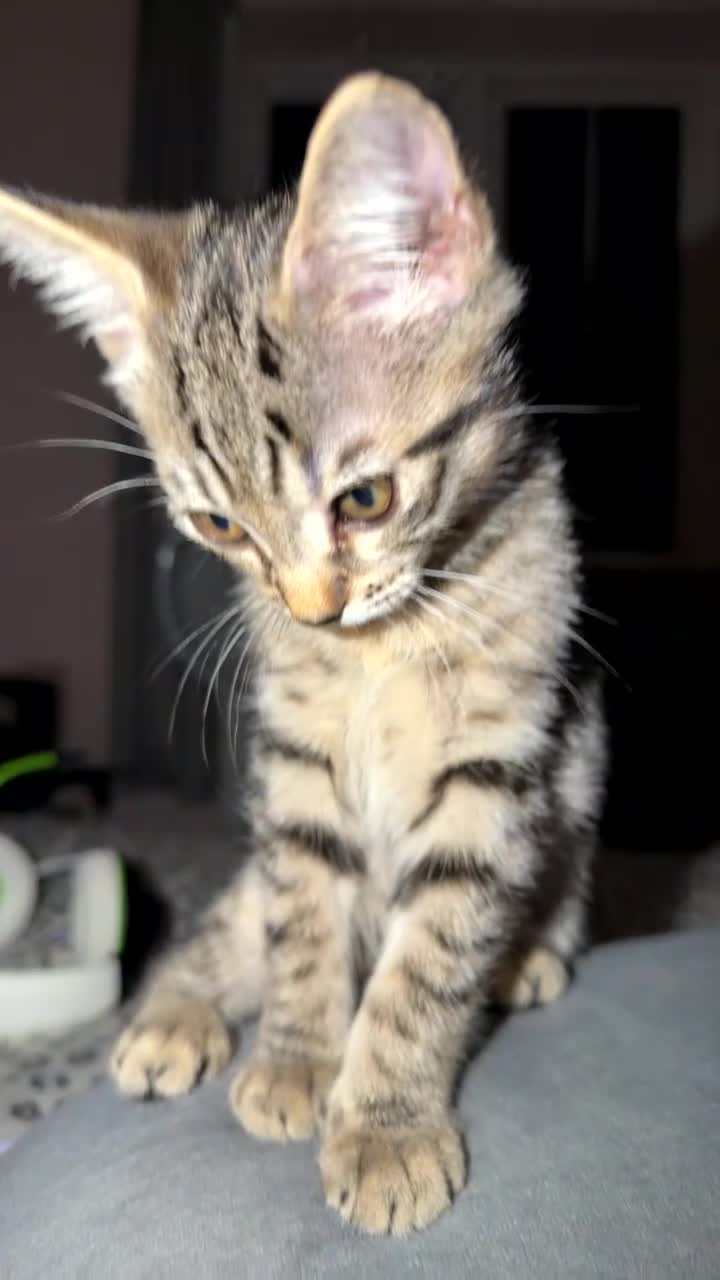Mixed Breed cats for sale: Last kitten - He’s looking for a loving home - Video 1